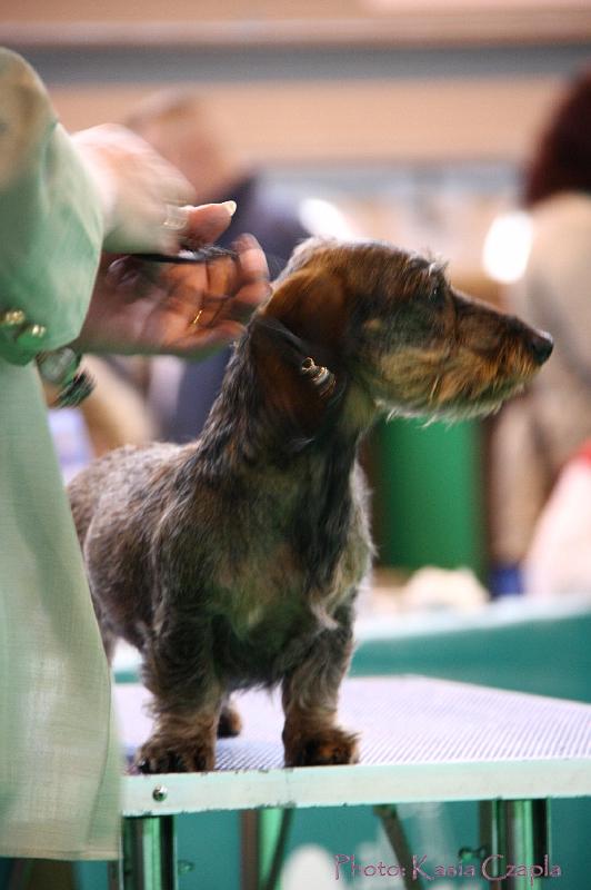 Crufts2011_2 1220.jpg